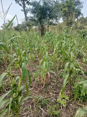 Roadside Land for Sale in Hohoe