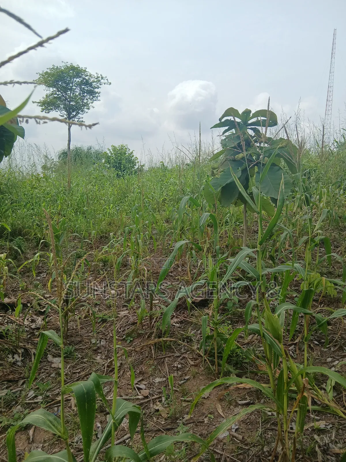 Roadside Land for Sale in Hohoe