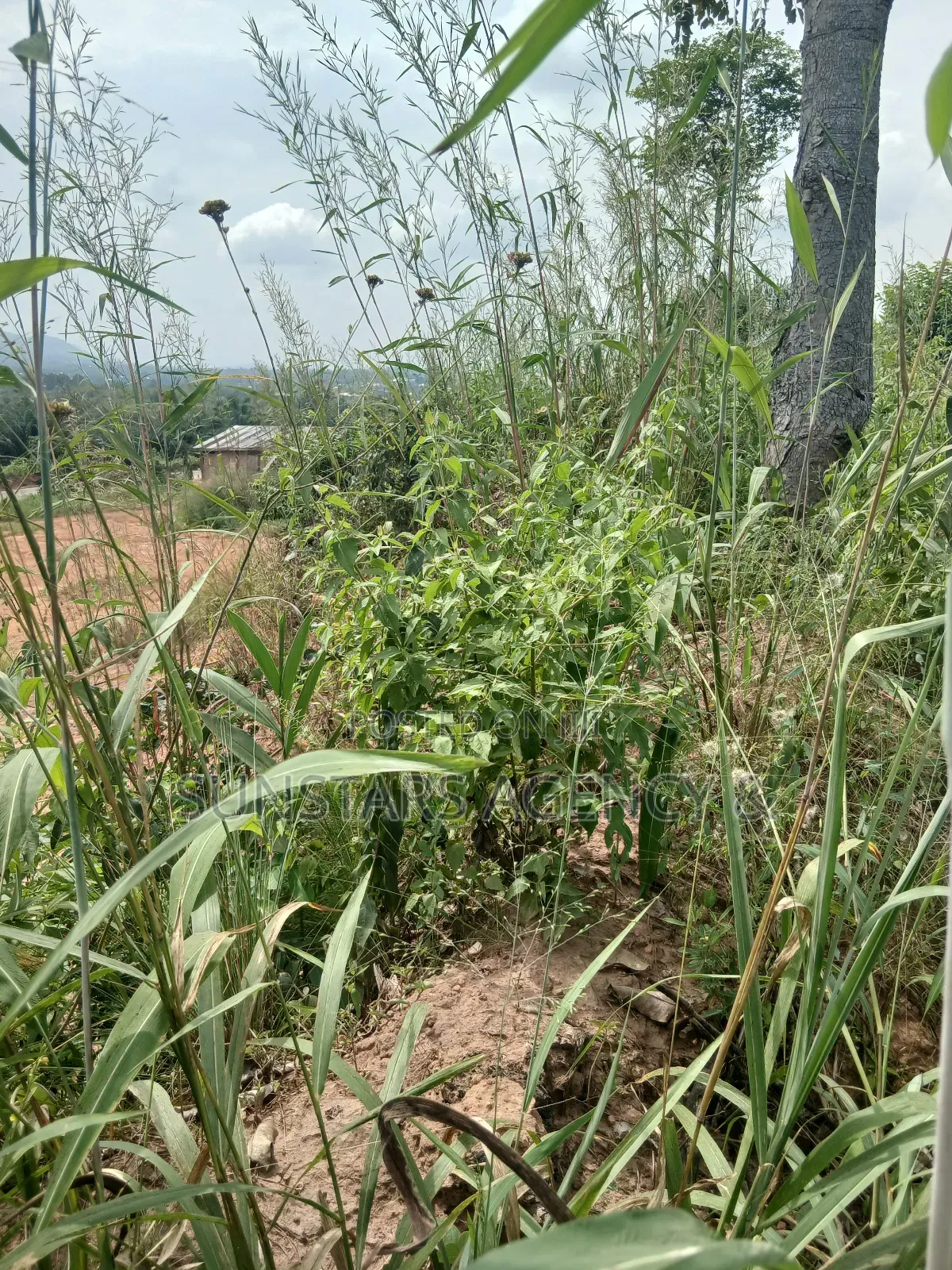 Roadside Land for Sale in Hohoe