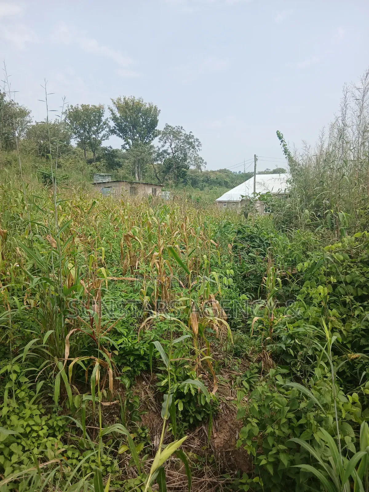 Roadside Land for Sale in Hohoe
