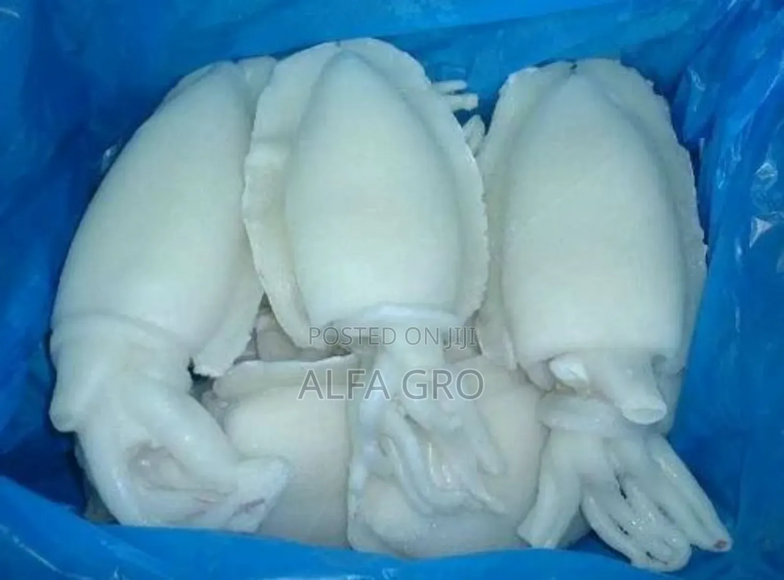 Fresh Squid Meat