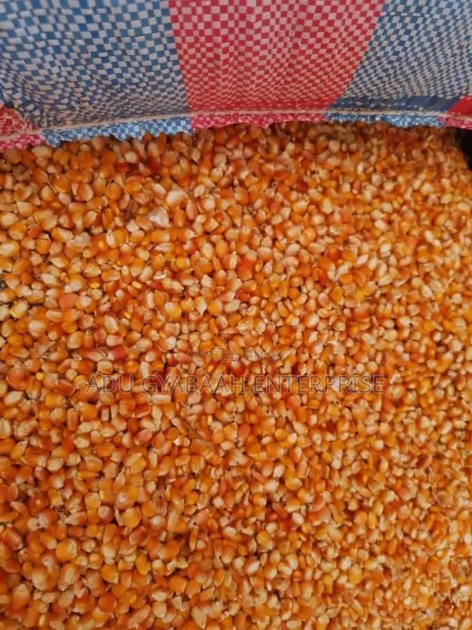 White and Yellow Maize
