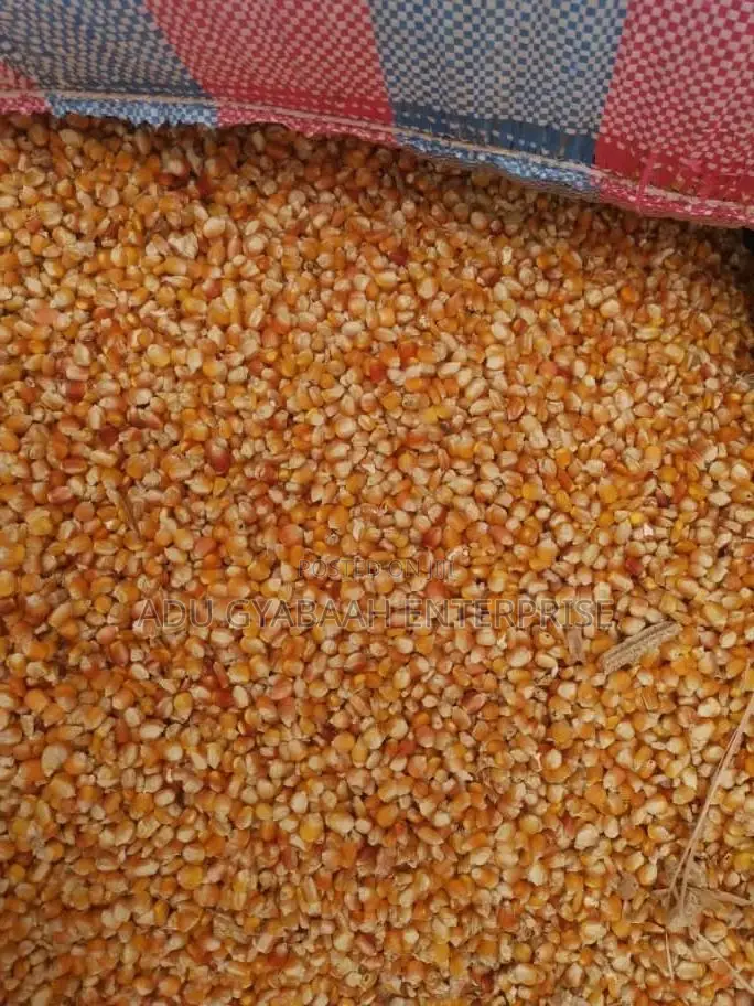 White and Yellow Maize