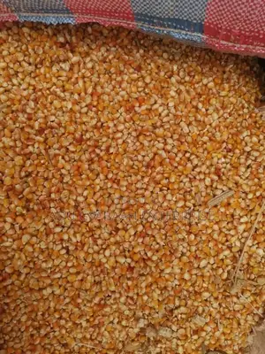 White and Yellow Maize
