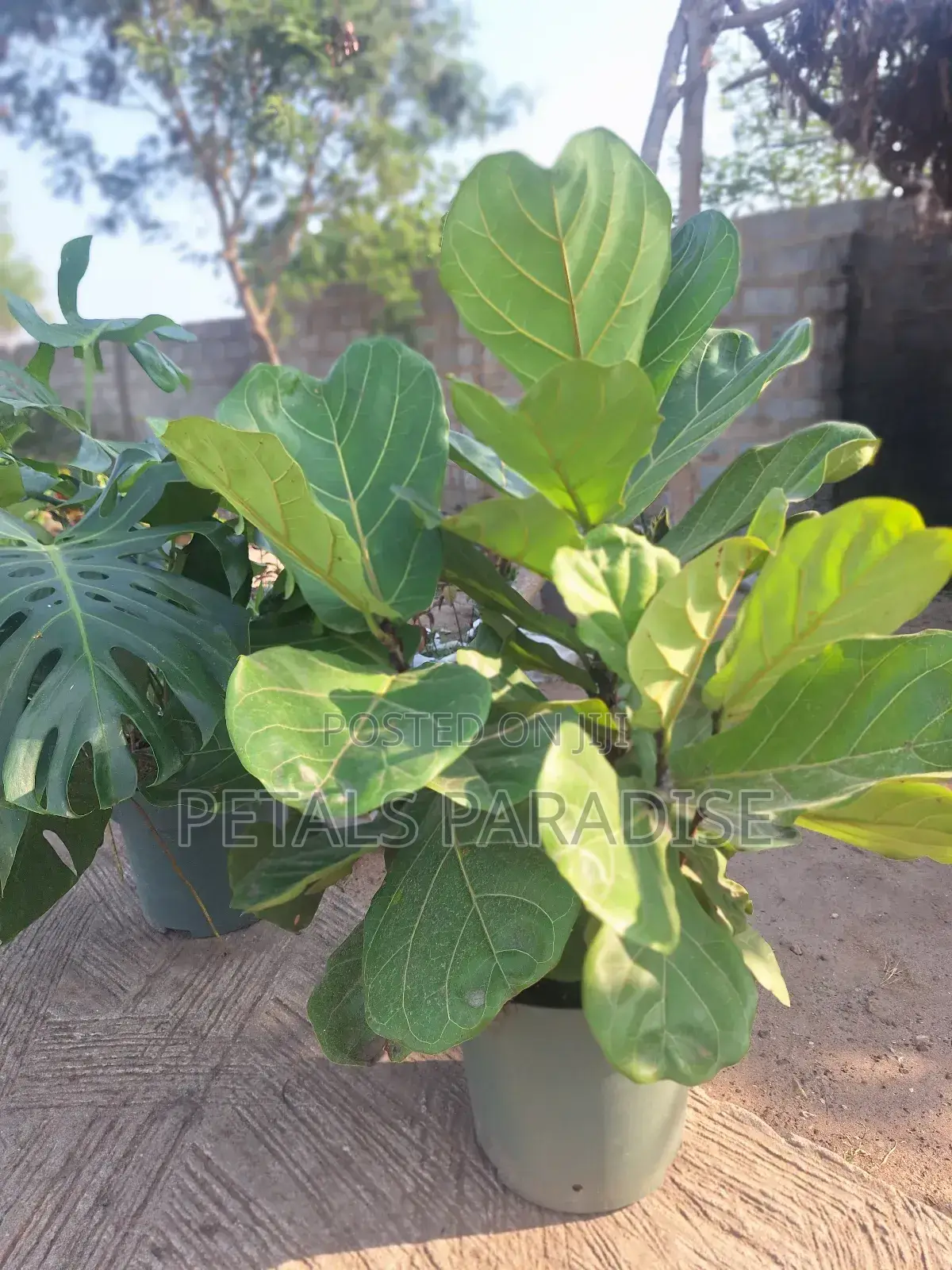 Fiddle Leaf for Sale