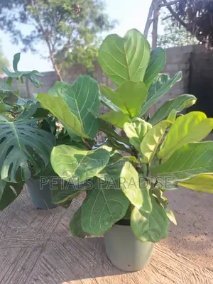 Fiddle Leaf for Sale