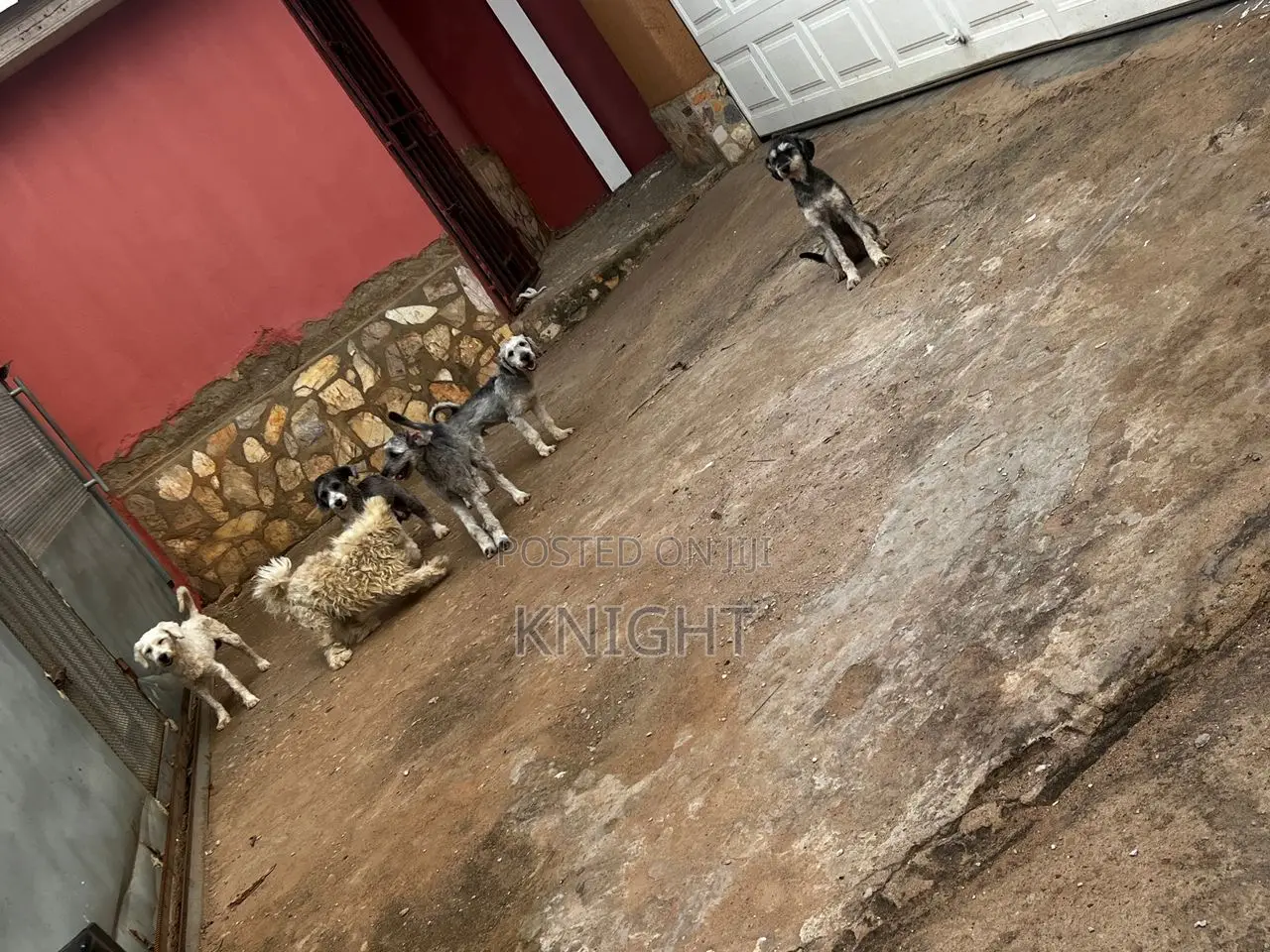 1-3 months Female Purebred Poodle