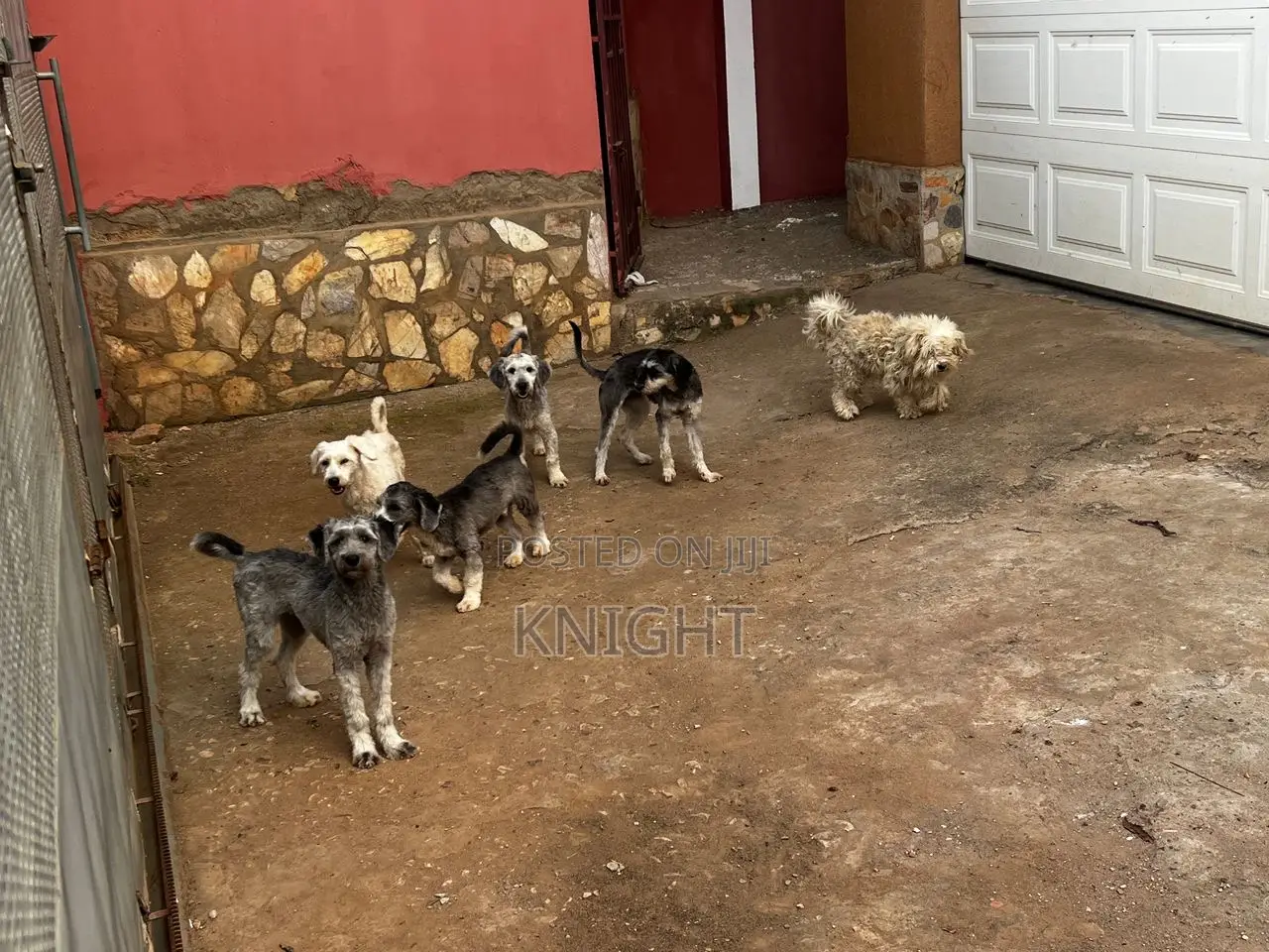 1-3 months Female Purebred Poodle