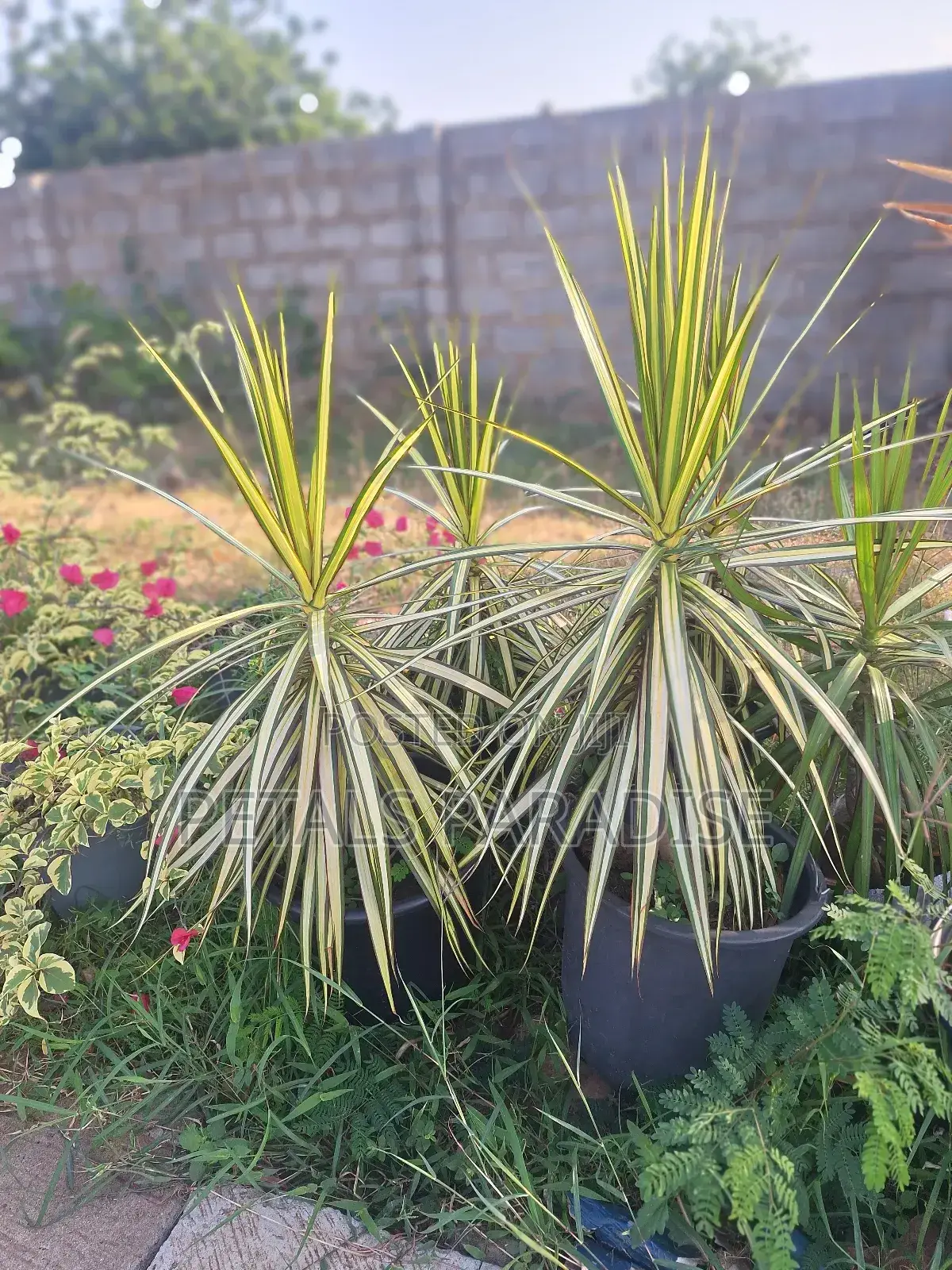 Dracaena Kiwi for Sale