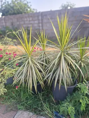 Dracaena Kiwi for Sale
