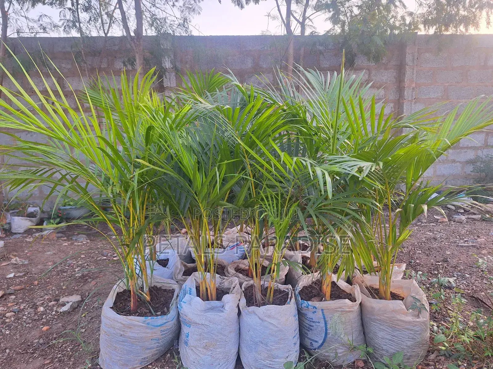 Palm for Sale