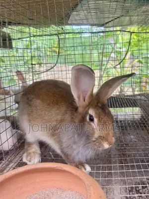 Healthy Rabbit Buck
