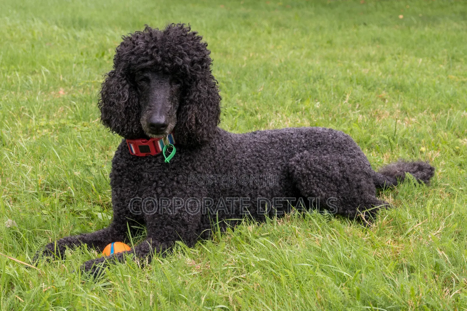 3-6 months Female Purebred Poodle