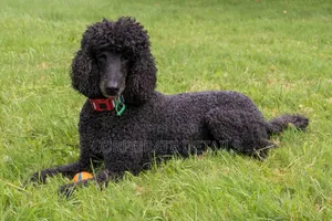 3-6 months Female Purebred Poodle