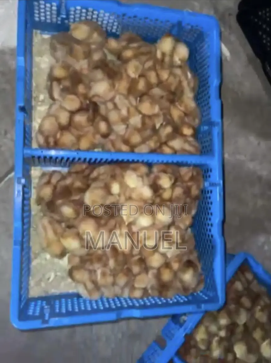 Brooding of Chicks, Day Old Chicks Sales, Poultry Eggs Sales