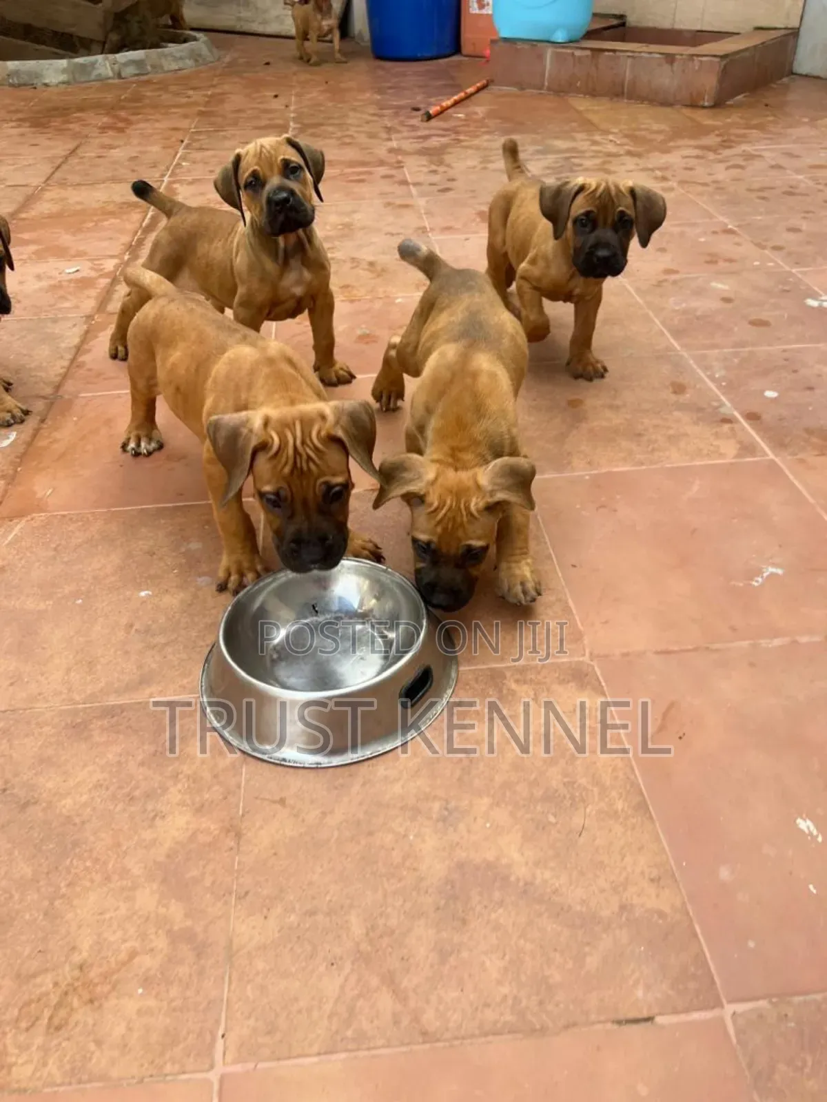 1-3 months Female Purebred Boerboel