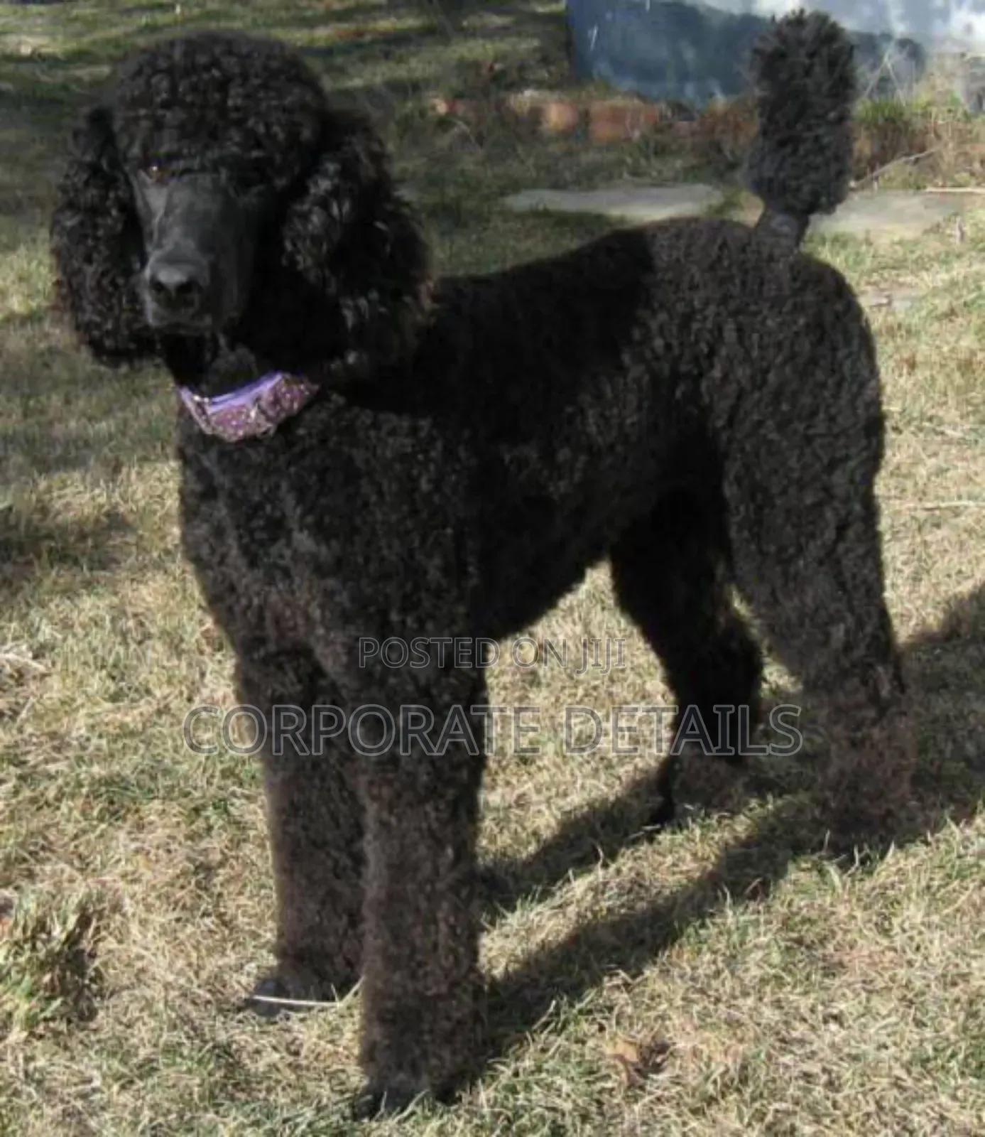 3-6 months Female Purebred Poodle