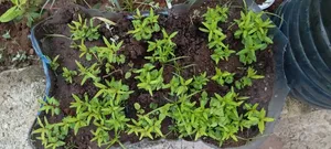 Pomegranate Seedlings