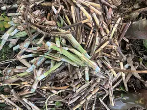 Super Napier Grass (Pakchong 1)