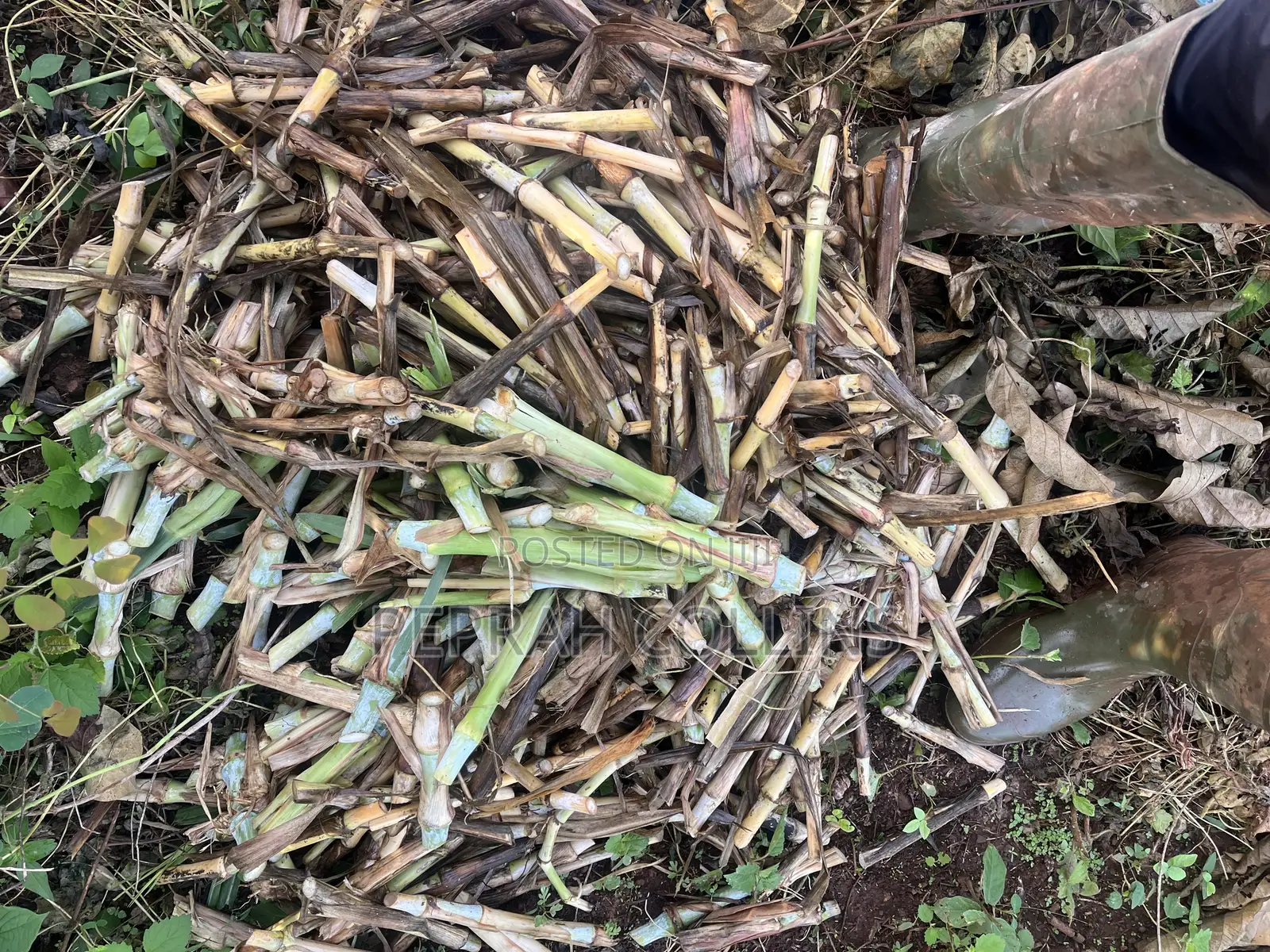 Super Napier Grass (Pakchong 1)