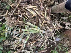 Super Napier Grass (Pakchong 1)
