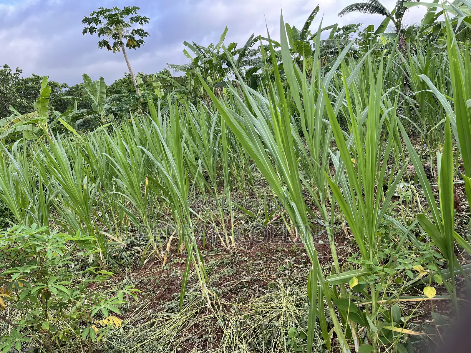 Super Napier Grass (Pakchong 1)
