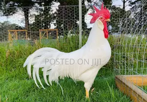 Hyline Cock