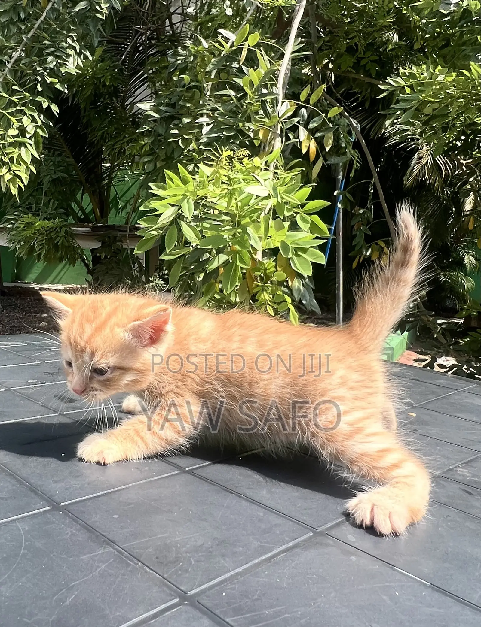1-3 months Female Purebred Persian