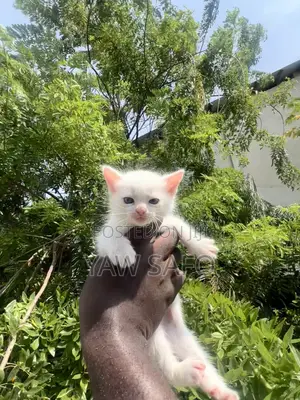 1-3 months Female Purebred Persian