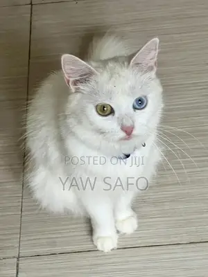 1-3 months Female Purebred Persian