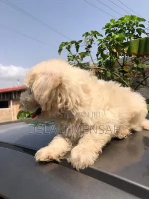 1-3 months Male Purebred Maltese