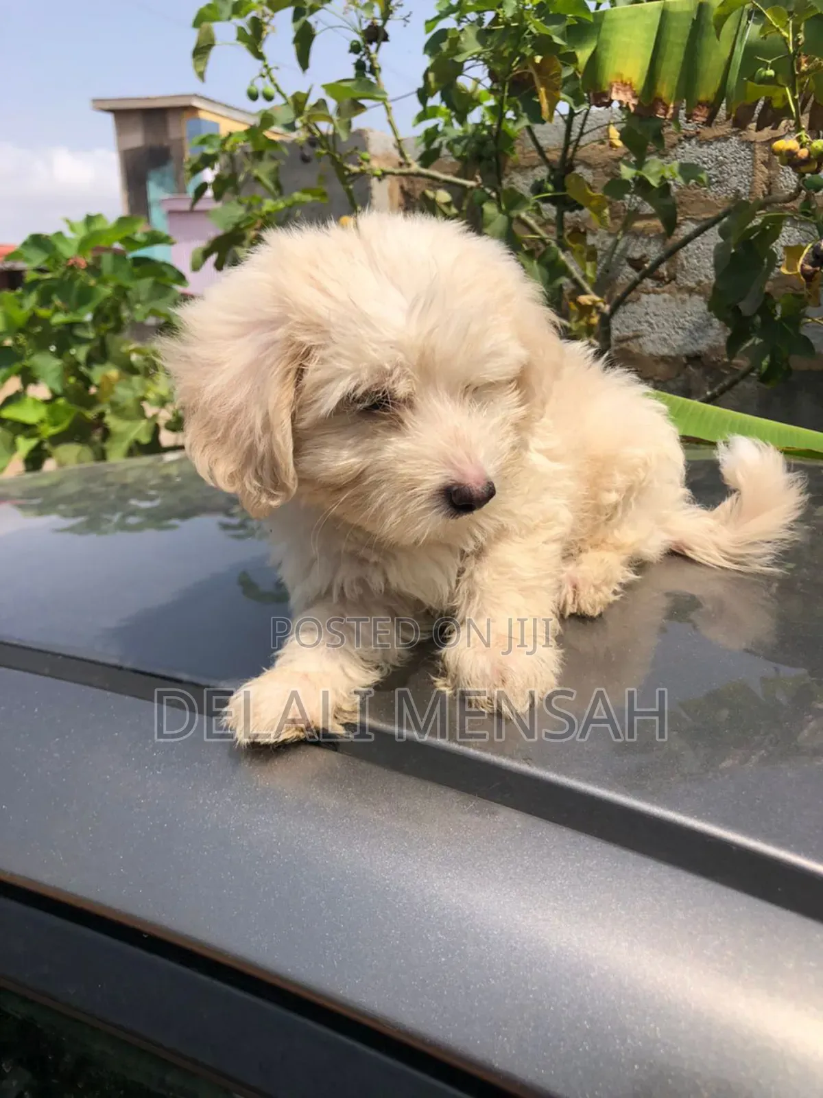 1-3 months Male Purebred Maltese