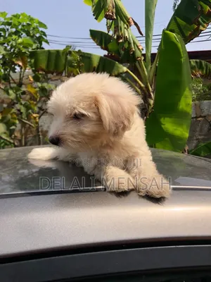 1-3 months Male Purebred Maltese