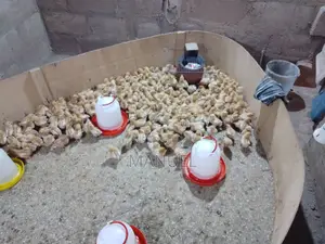 Brooding of Chicks, Day Old Chicks Sales, Poultry Eggs Sales