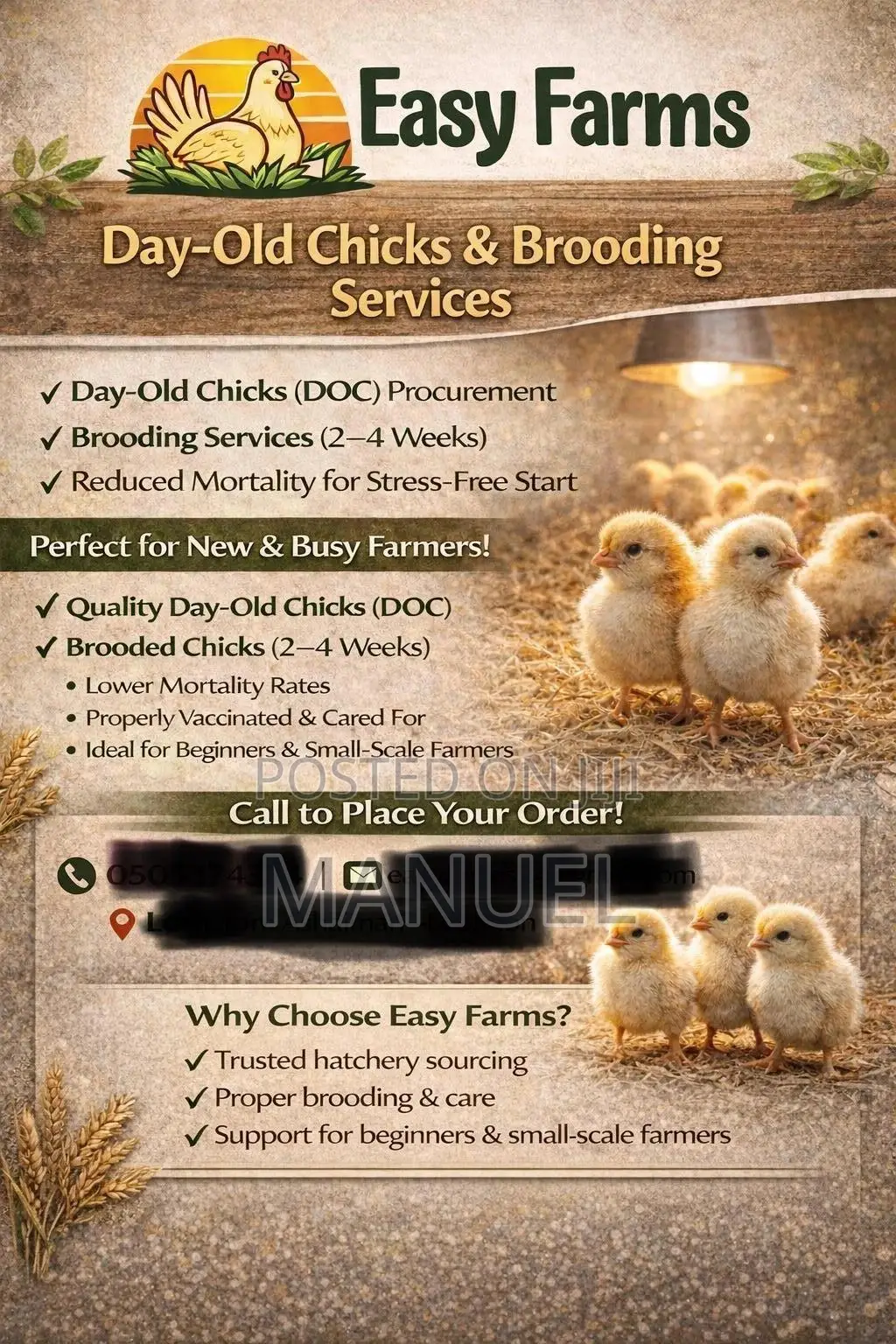 Brooding of Chicks, Day Old Chicks Sales, Poultry Eggs Sales