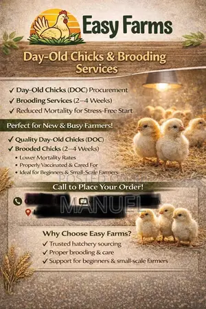 Brooding of Chicks, Day Old Chicks Sales, Poultry Eggs Sales