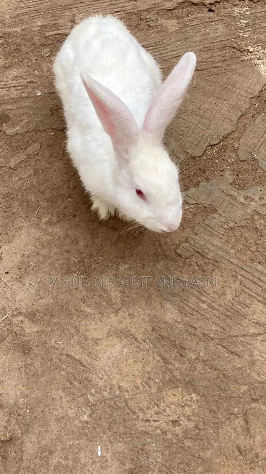 New Zealand White and Chinchilla Available at M M Farms