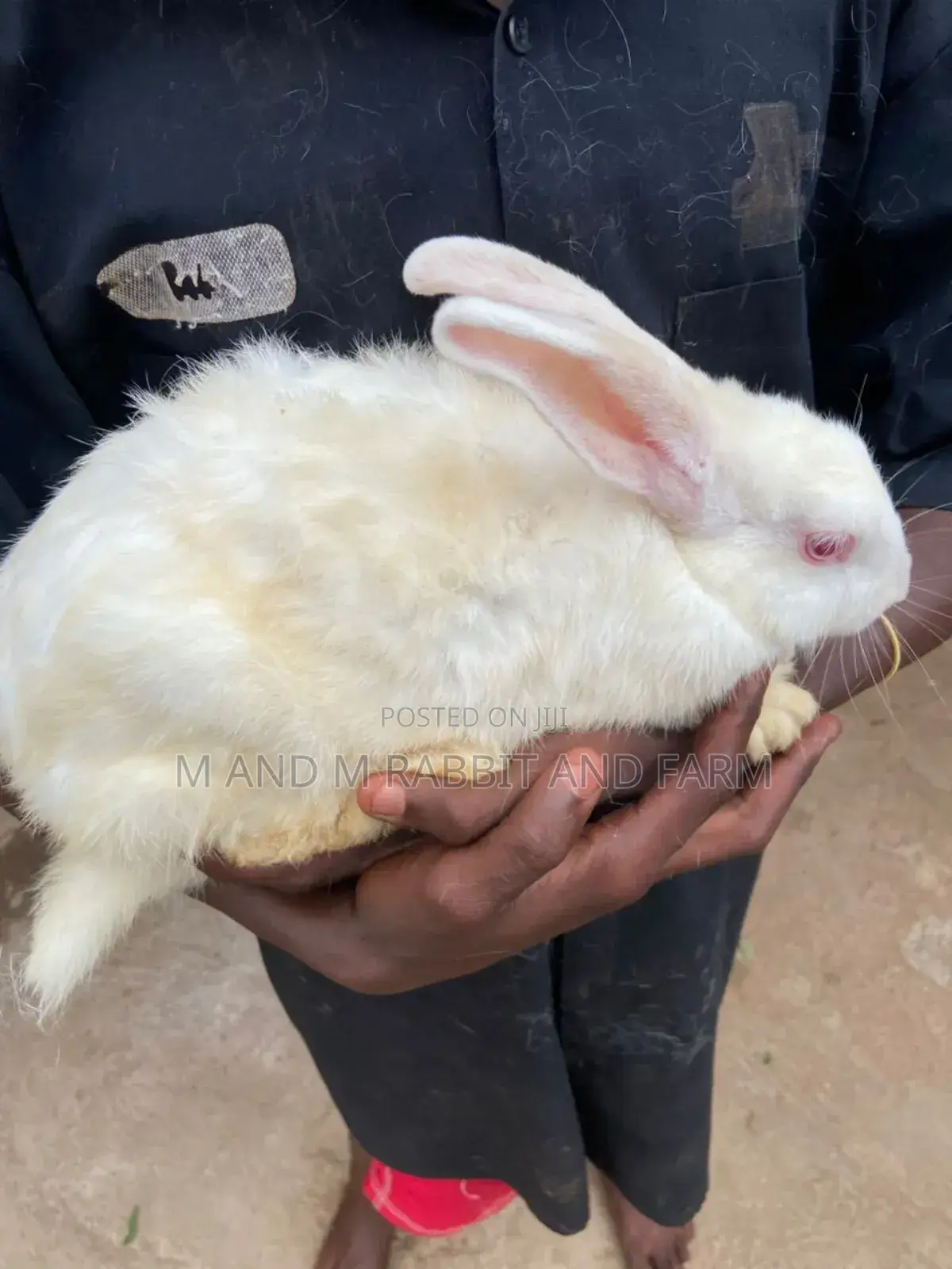 New Zealand White and Chinchilla Available at M M Farms