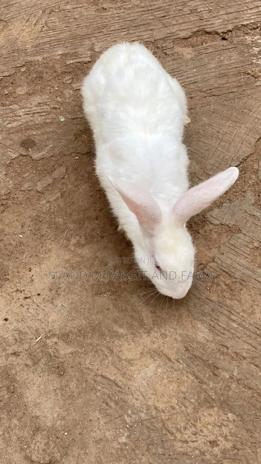 New Zealand White and Chinchilla Available at M M Farms