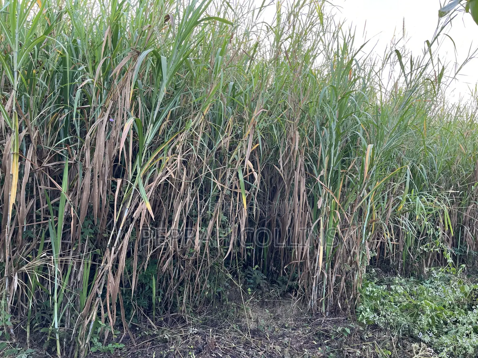 Super Napier Grass (Pakchong 1)
