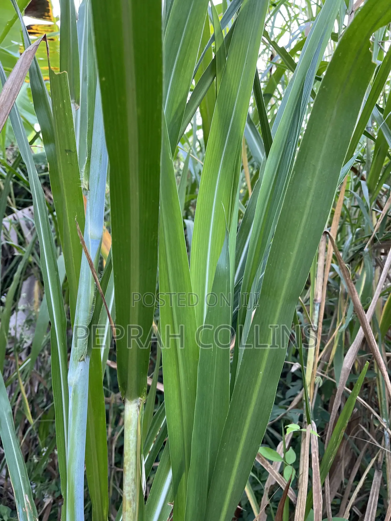 Super Napier Grass (Pakchong 1)