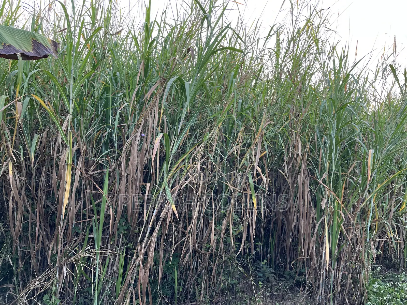 Super Napier Grass (Pakchong 1)