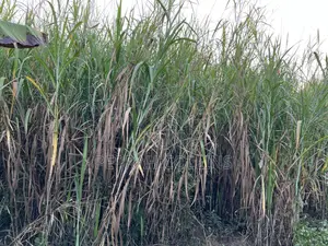Super Napier Grass (Pakchong 1)