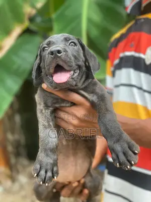 1-3 months Female Purebred Cane Corso