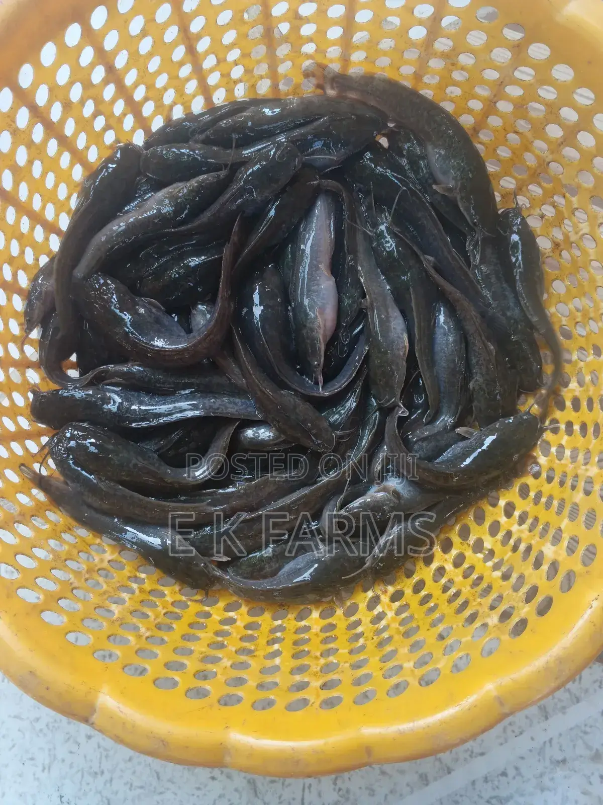 Super Fast Growing Catfish Juveniles and Fingerlings, 6-7 Cm, 8-9 G