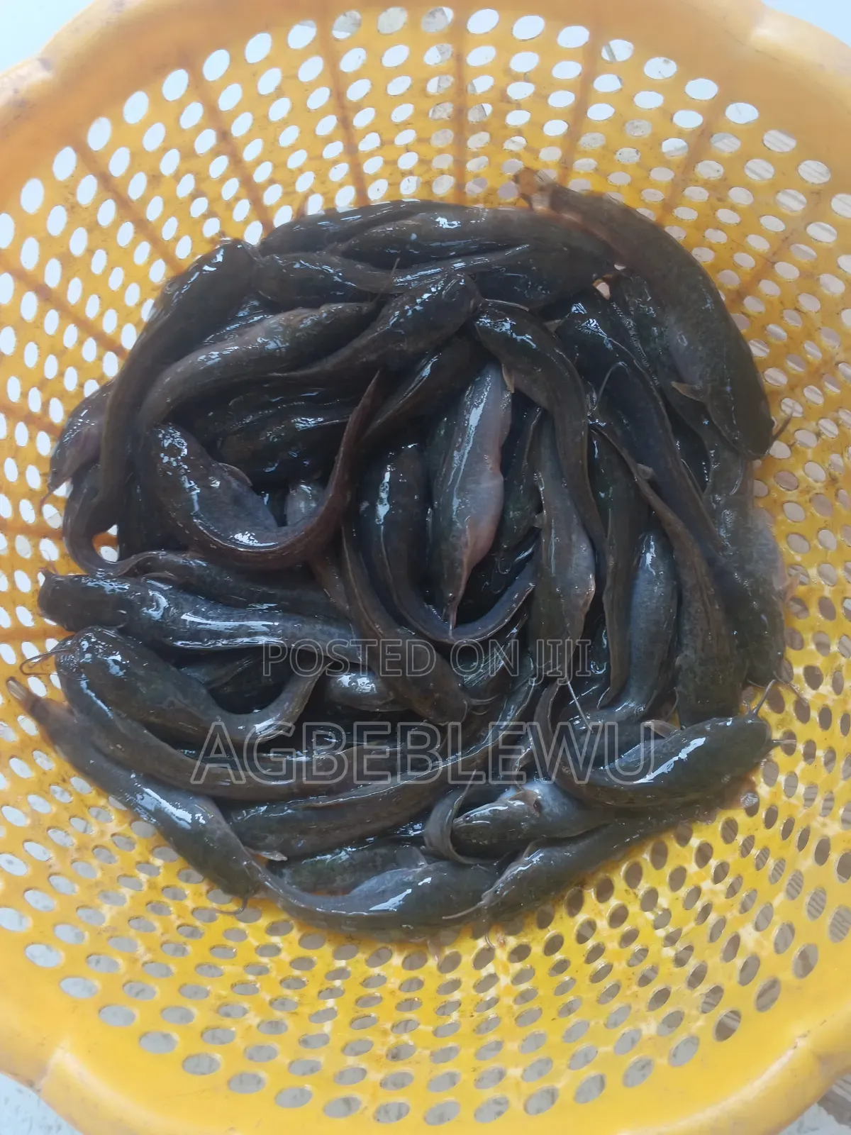 Super Fast Growing Catfish Juveniles and Fingerlings