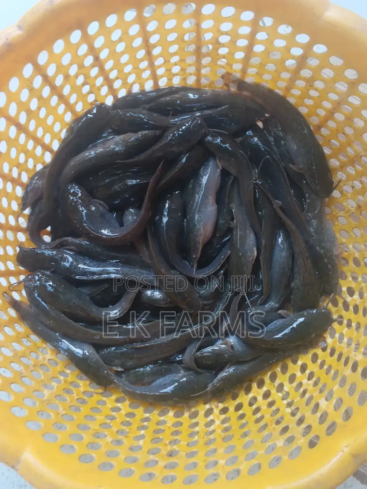 Super Fast Growing Catfish Juveniles and Fingerlings, 6-7 Cm, 8-9 G