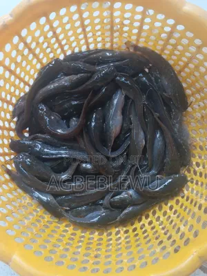 Super Fast Growing Catfish Juveniles and Fingerlings