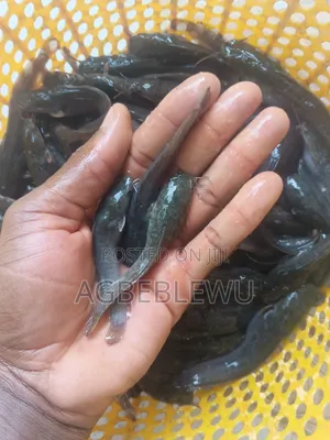 Super Fast Growing Catfish Juveniles and Fingerlings