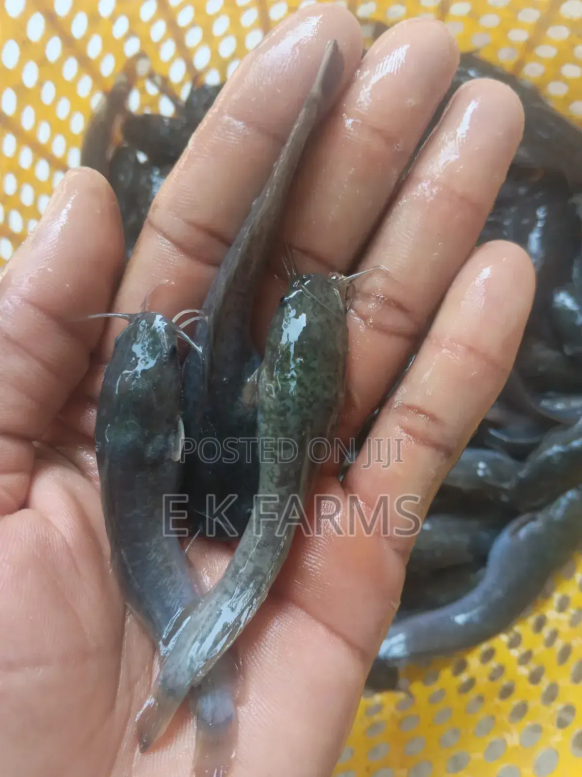 Super Fast Growing Catfish Juveniles and Fingerlings, 6-7 Cm, 8-9 G